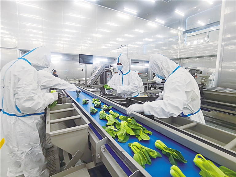 打造国内首批现代化净菜加工样板生产基地——探访永登甘味安全净菜超级工厂