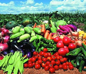 福永、沙井及深圳地区的农产品与绿植服务概览 蔬菜配送、批发与苗木供应