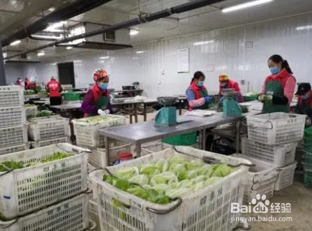 蔬菜花卉一体化配送分拣规程